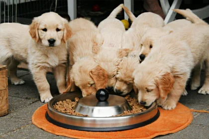 best dog food for golden retrievers