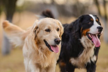 golden retriever bernese mountain dog mix